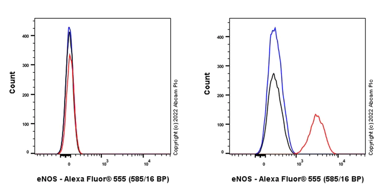 Flow Cytometry - Alexa Fluor® 647 Anti-eNOS antibody [EPR23750-3] (AB300739)