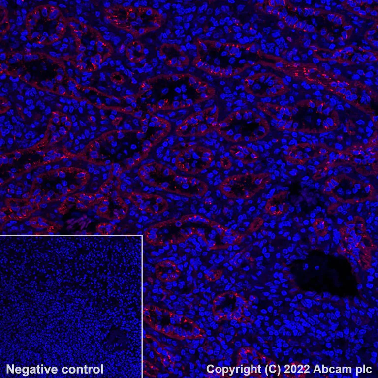 Immunohistochemistry (Formalin/PFA-fixed paraffin-embedded sections) - Alexa Fluor® 647 Anti-eNOS antibody [EPR23750-3] (AB300739)