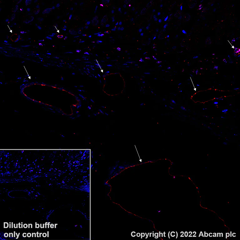 Immunohistochemistry (Formalin/PFA-fixed paraffin-embedded sections) - Alexa Fluor® 647 Anti-eNOS antibody [EPR26335-79] (AB307339)
