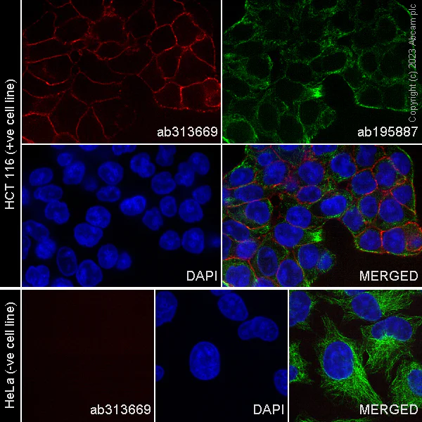 Immunocytochemistry/ Immunofluorescence - Alexa Fluor® 647 Anti-EpCAM antibody [EPR20532-222] (AB313669)