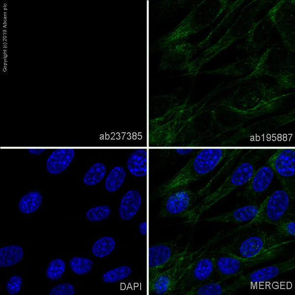 Immunocytochemistry/ Immunofluorescence - Alexa Fluor® 647 Anti-EpCAM antibody [EPR20533-63] (AB237385)