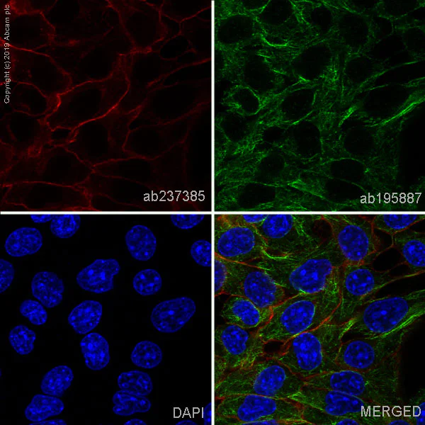 Immunocytochemistry/ Immunofluorescence - Alexa Fluor® 647 Anti-EpCAM antibody [EPR20533-63] (AB237385)