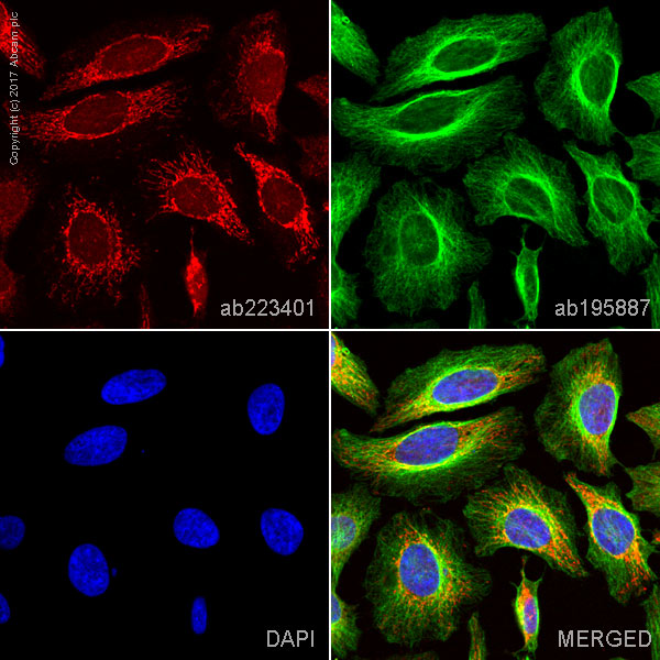 Immunocytochemistry/ Immunofluorescence - Alexa Fluor® 647 Anti-EPF antibody [EPR4476] (AB223401)