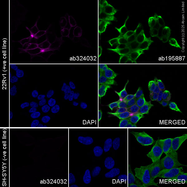 Immunocytochemistry/ Immunofluorescence - Alexa Fluor® 647 Anti-Eph receptor A3 antibody [EPR28389-83] (AB324032), expandable thumbnail