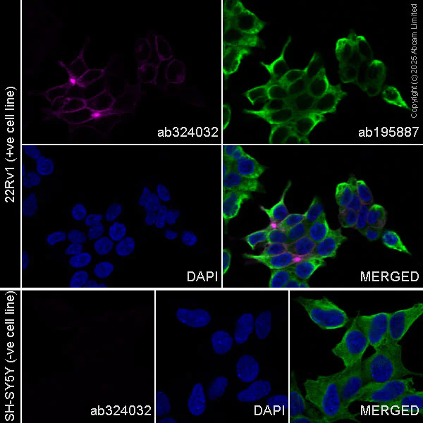 Immunocytochemistry/ Immunofluorescence - Alexa Fluor® 647 Anti-Eph receptor A3 antibody [EPR28389-83] (AB324032)