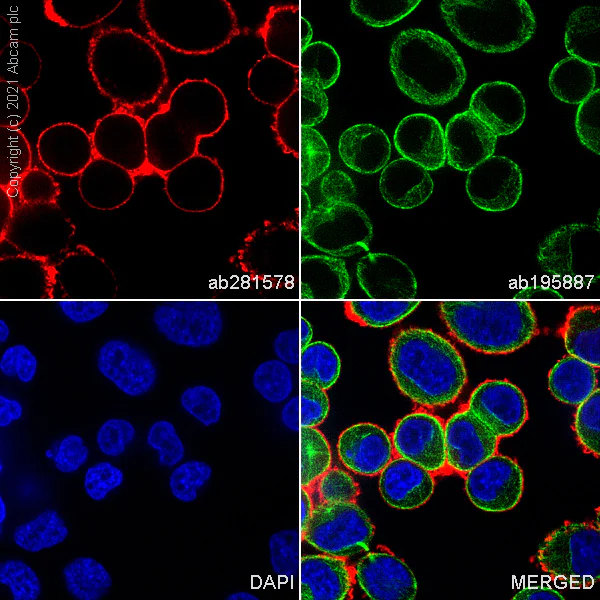 Immunocytochemistry/ Immunofluorescence - Alexa Fluor® 647 Anti-ErbB2 / HER2 antibody [EP1045Y] (AB281578)