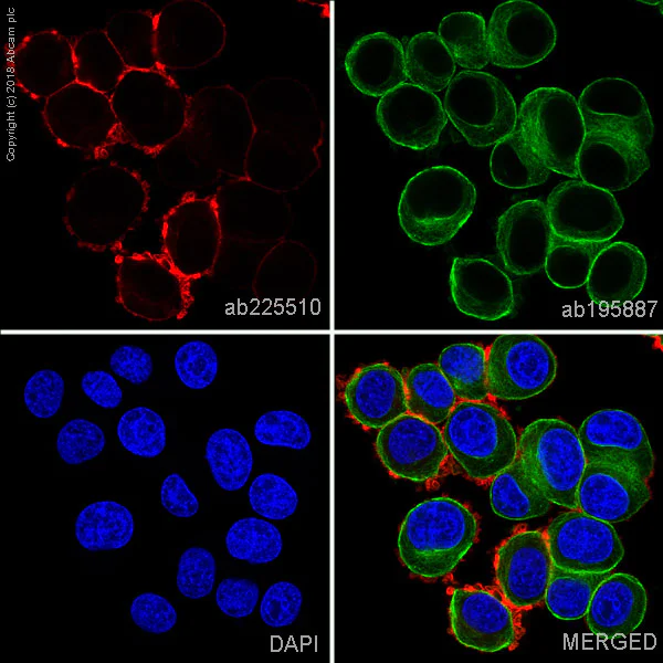 Immunocytochemistry/ Immunofluorescence - Alexa Fluor® 647 Anti-ErbB2 / HER2 antibody [EPR19547-12] (AB225510)