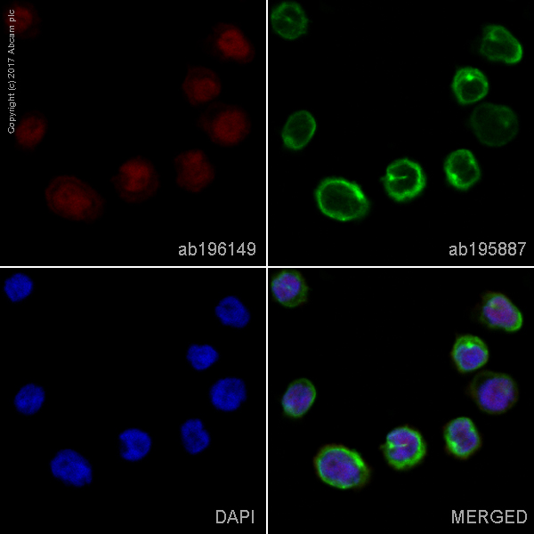 Immunocytochemistry/ Immunofluorescence - Alexa Fluor® 647 Anti-ERG antibody [EPR3864] (AB196149), expandable thumbnail