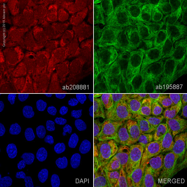 Immunocytochemistry/ Immunofluorescence - Alexa Fluor® 647 Anti-ERK1 + ERK2 antibody [EPR17526] (AB208881), expandable thumbnail