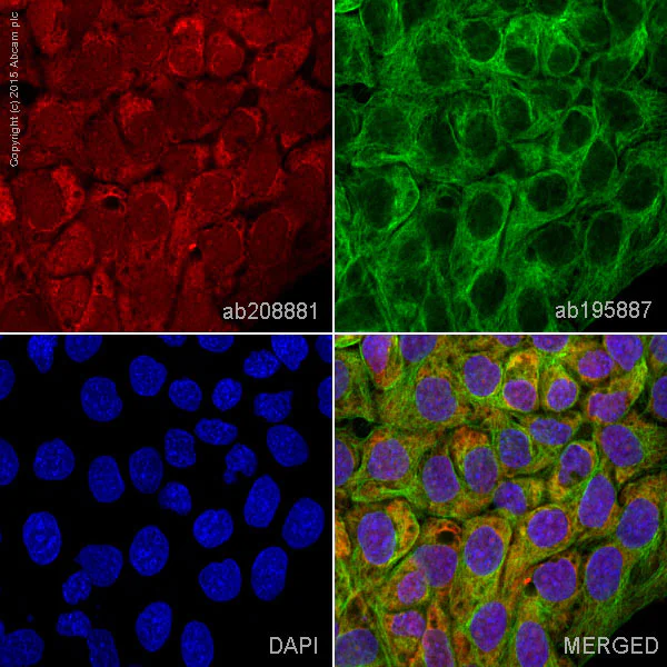 Immunocytochemistry/ Immunofluorescence - Alexa Fluor® 647 Anti-ERK1 + ERK2 antibody [EPR17526] (AB208881)