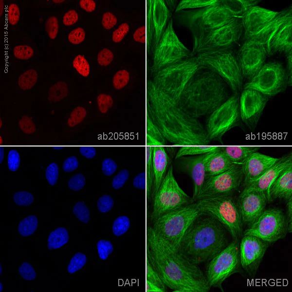 Immunocytochemistry/ Immunofluorescence - Alexa Fluor® 647 Anti-Estrogen Receptor alpha antibody [EPR4097] (AB205851)