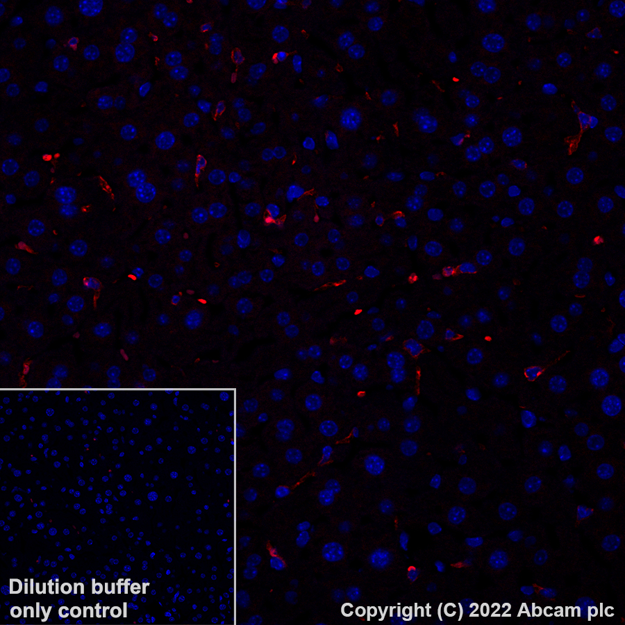 Immunohistochemistry (Formalin/PFA-fixed paraffin-embedded sections) - Alexa Fluor® 647 Anti-F4/80 antibody [EPR26545-166] (AB307470), expandable thumbnail