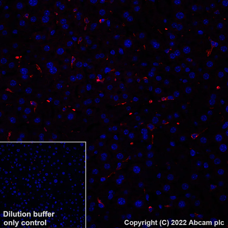 Alexa Fluor® 647 conjugated Anti-F4/80 antibody [EPR26545