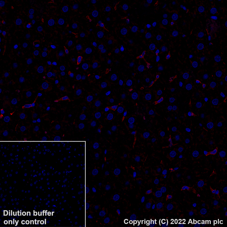 Immunohistochemistry (Formalin/PFA-fixed paraffin-embedded sections) - Alexa Fluor® 647 Anti-F4/80 antibody [EPR26545-166] (AB307470), expandable thumbnail