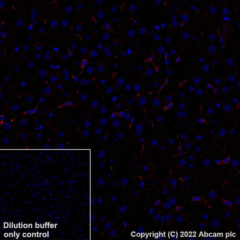 Immunohistochemistry (Formalin/PFA-fixed paraffin-embedded sections) - Alexa Fluor® 647 Anti-F4/80 antibody [EPR26545-166] (AB307470)