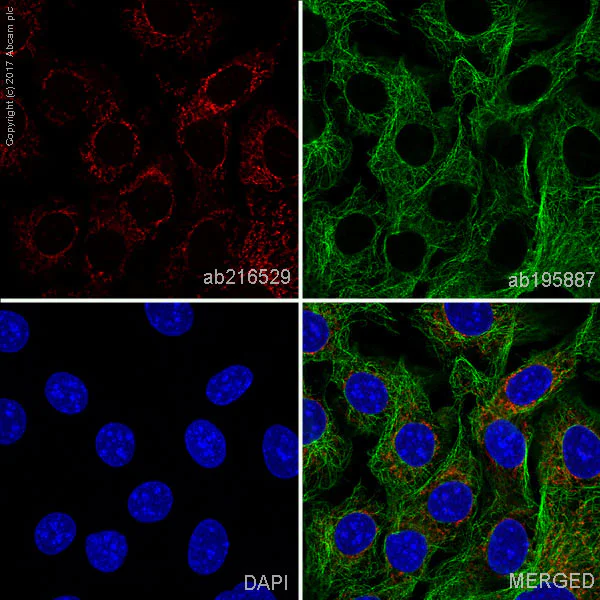 Immunocytochemistry/ Immunofluorescence - Alexa Fluor® 647 Anti-FABP4 antibody [EPR3579] (AB216529)
