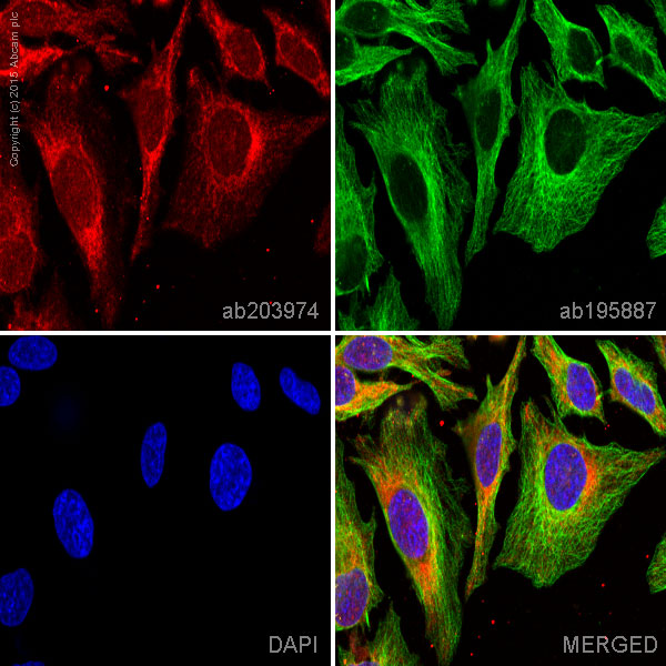 Immunocytochemistry/ Immunofluorescence - Alexa Fluor® 647 Anti-FACL4 antibody [EPR8640] (AB203974)
