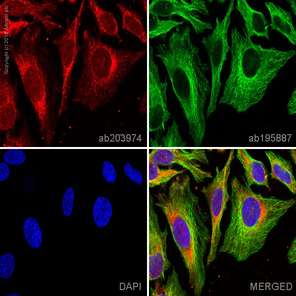 Immunocytochemistry/ Immunofluorescence - Alexa Fluor® 647 Anti-FACL4 antibody [EPR8640] (AB203974)