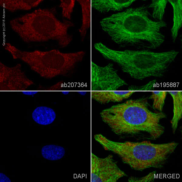 Immunocytochemistry/ Immunofluorescence - Alexa Fluor® 647 Anti-FADD antibody [EPR4415] (AB207364)