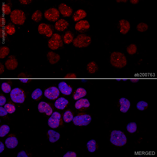 Immunocytochemistry/ Immunofluorescence - Alexa Fluor® 647 Anti-FANCD2 antibody [EPR2302] (AB200763)
