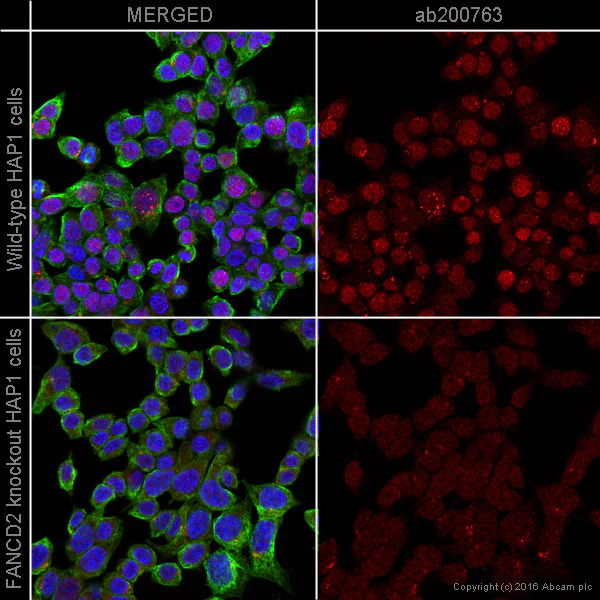 Immunocytochemistry/ Immunofluorescence - Alexa Fluor® 647 Anti-FANCD2 antibody [EPR2302] (AB200763)