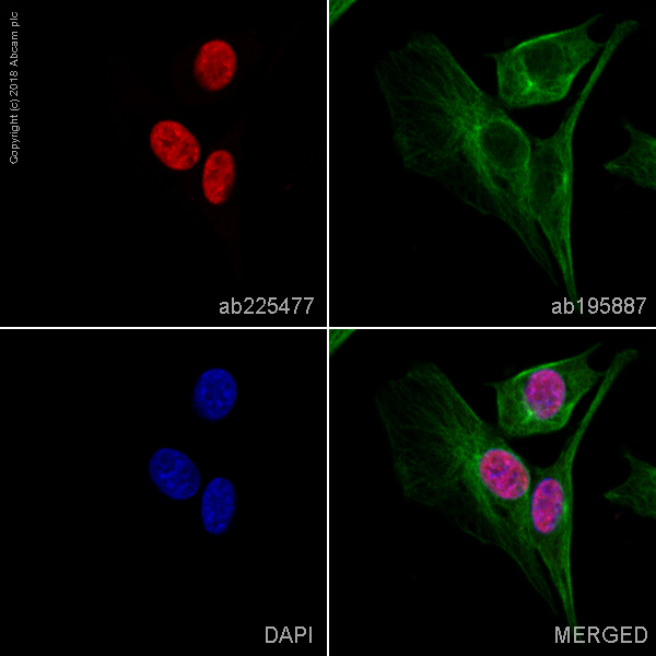 Immunocytochemistry/ Immunofluorescence - Alexa Fluor® 647 Anti-FGF2 antibody [EPR20145-219] (AB225477), expandable thumbnail