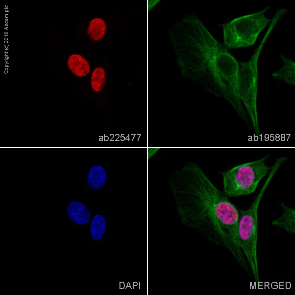 Immunocytochemistry/ Immunofluorescence - Alexa Fluor® 647 Anti-FGF2 antibody [EPR20145-219] (AB225477)