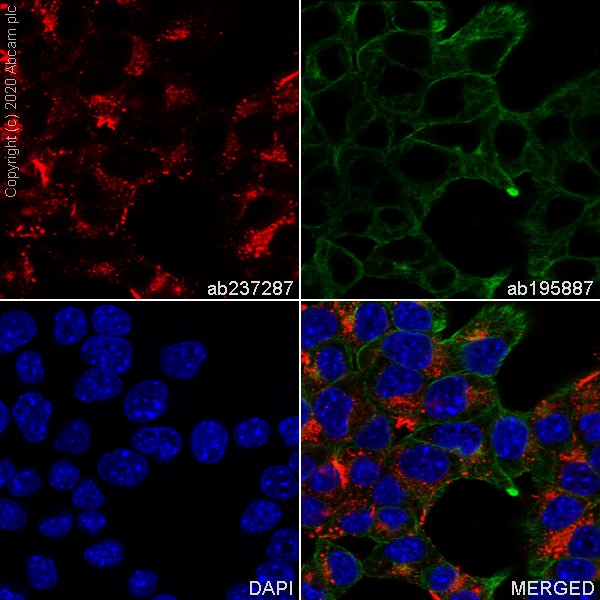 Immunocytochemistry/ Immunofluorescence - Alexa Fluor® 647 Anti-Fibronectin antibody [EPR19241-46] (AB237287)