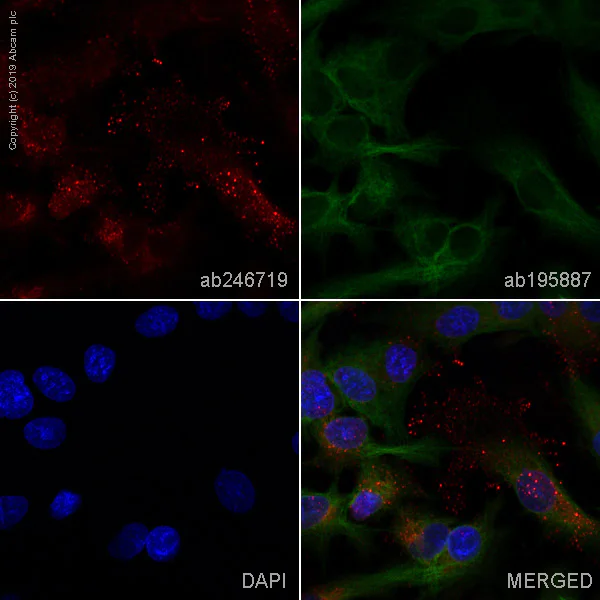 Immunocytochemistry/ Immunofluorescence - Alexa Fluor® 647 Anti-Fibronectin antibody [F14] (AB246736)