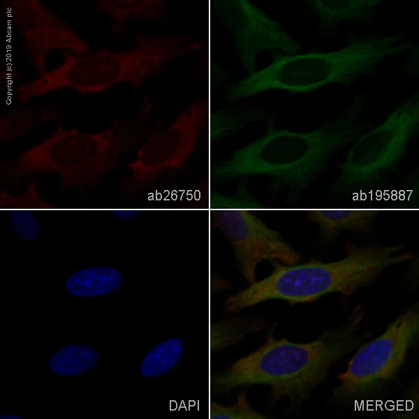 Immunocytochemistry/ Immunofluorescence - Alexa Fluor® 647 Anti-Filamin A antibody [EP2405Y] (AB246750)