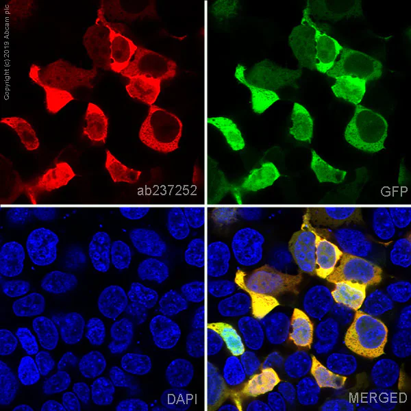Immunocytochemistry/ Immunofluorescence - Alexa Fluor® 647 Anti-Firefly Luciferase antibody [EPR17789] (AB237252)