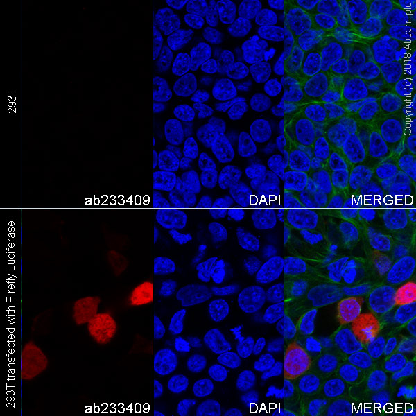 Immunocytochemistry/ Immunofluorescence - Alexa Fluor® 647 Anti-Firefly Luciferase antibody [EPR17790] (AB233049)