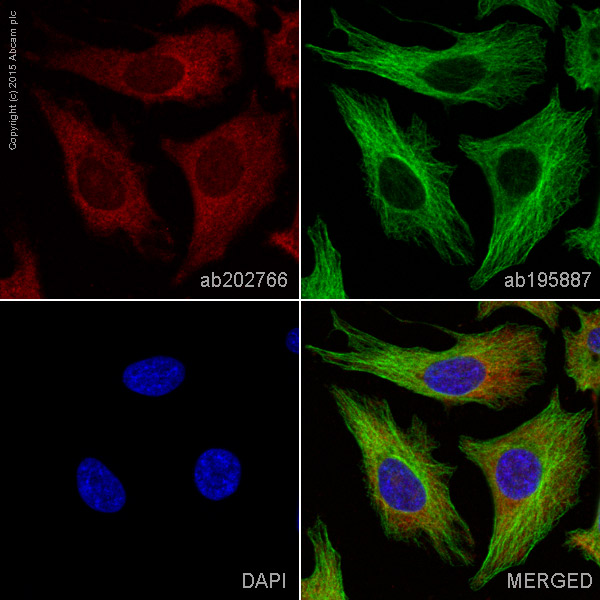 Immunocytochemistry/ Immunofluorescence - Alexa Fluor® 647 Anti-FKBP52 antibody [EPR6618] (AB202766)