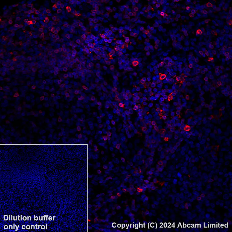 Immunohistochemistry (Formalin/PFA-fixed paraffin-embedded sections) - Alexa Fluor® 647 Anti-FLAP antibody [EPR27505-52] (AB319019)