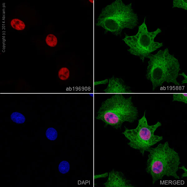 Immunocytochemistry/ Immunofluorescence - Alexa Fluor® 647 Anti-FOXA1 + FOXA2 + FOXA3 antibody [EPR10881] (AB196908)