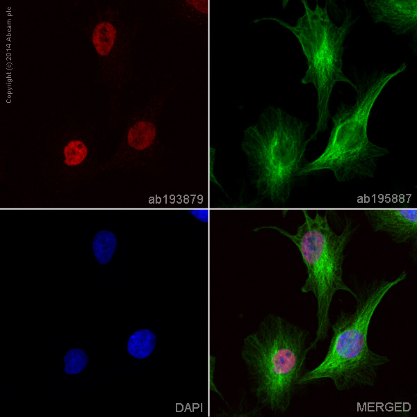 Immunocytochemistry/ Immunofluorescence - Alexa Fluor® 647 Anti-FOXA2 antibody [EPR4466] (AB193879)