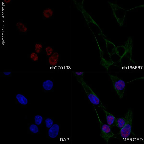 Immunocytochemistry - Alexa Fluor® 647 Anti-FOXG1 antibody [EPR18987] (AB270103)