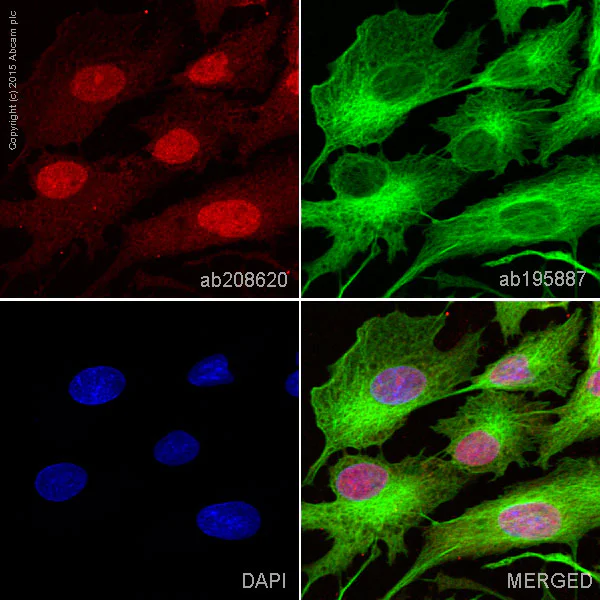 Immunocytochemistry/ Immunofluorescence - Alexa Fluor® 647 Anti-FOXO4/AFX antibody [EPR5442] (AB208620)