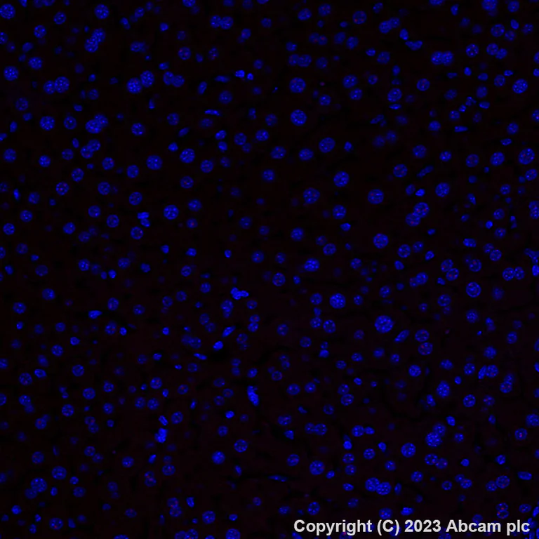 Immunohistochemistry (Formalin/PFA-fixed paraffin-embedded sections) - Alexa Fluor® 647 Anti-FOXP2 antibody [EPR27323-26] (AB314163)