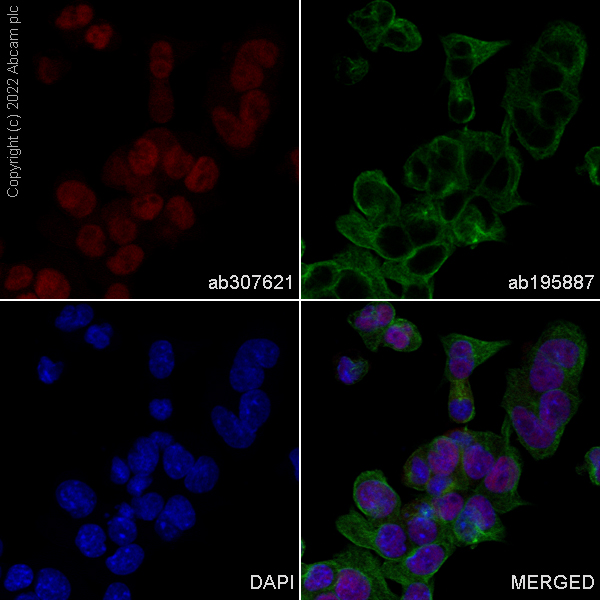 Immunocytochemistry/ Immunofluorescence - Alexa Fluor® 647 Anti-FOXP4 antibody [EPR22714-2] (AB307621), expandable thumbnail