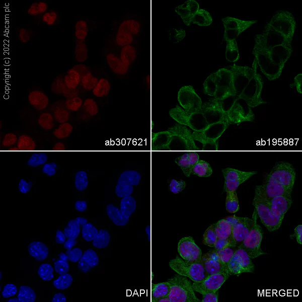 Immunocytochemistry/ Immunofluorescence - Alexa Fluor® 647 Anti-FOXP4 antibody [EPR22714-2] (AB307621)