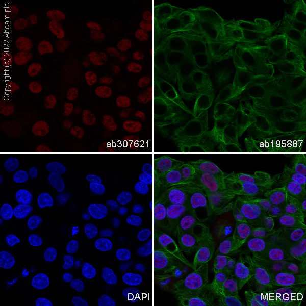 Immunocytochemistry/ Immunofluorescence - Alexa Fluor® 647 Anti-FOXP4 antibody [EPR22714-2] (AB307621)