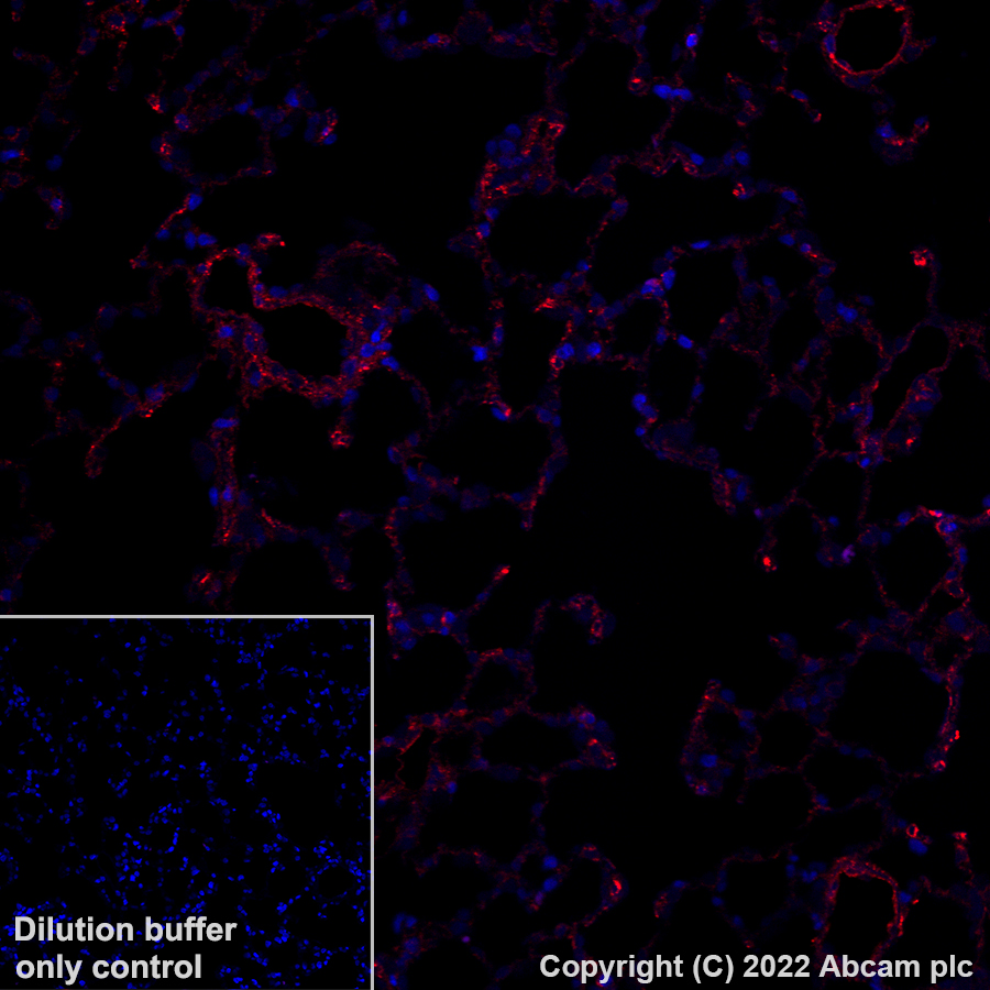 Immunohistochemistry (Formalin/PFA-fixed paraffin-embedded sections) - Alexa Fluor® 647 Anti-Fragilis antibody [EPR26405-14] (AB307345), expandable thumbnail