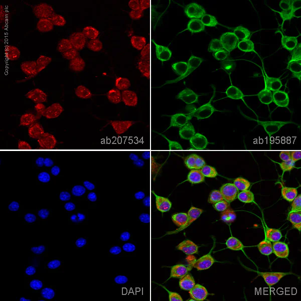 Immunocytochemistry/ Immunofluorescence - Alexa Fluor® 647 Anti-Fyn antibody [EPR5500] (AB207534)