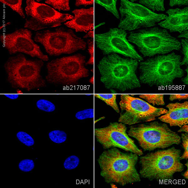 Immunocytochemistry/ Immunofluorescence - Alexa Fluor® 647 Anti-G3BP antibody [EPR13985(B)] (AB217087)