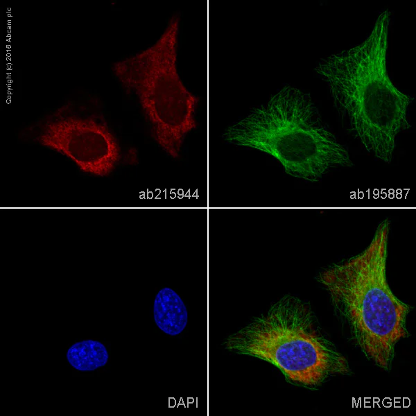 Immunocytochemistry/ Immunofluorescence - Alexa Fluor® 647 Anti-G3BP antibody [EPR13986(B)] (AB215944)