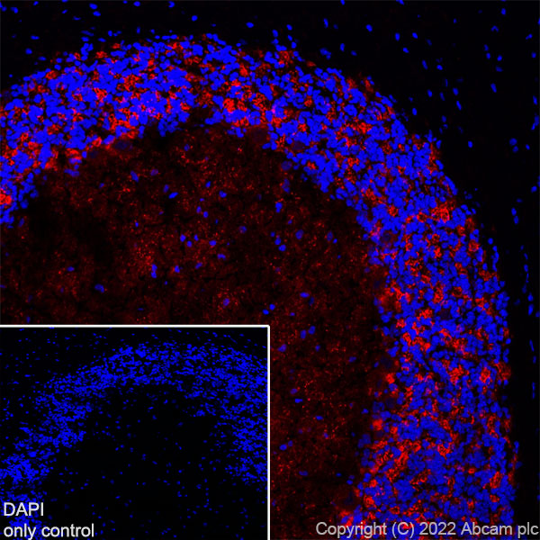 Immunohistochemistry (Frozen sections) - Alexa Fluor® 647 Anti-GAD65 antibody [EPR22952-70] (AB300737)