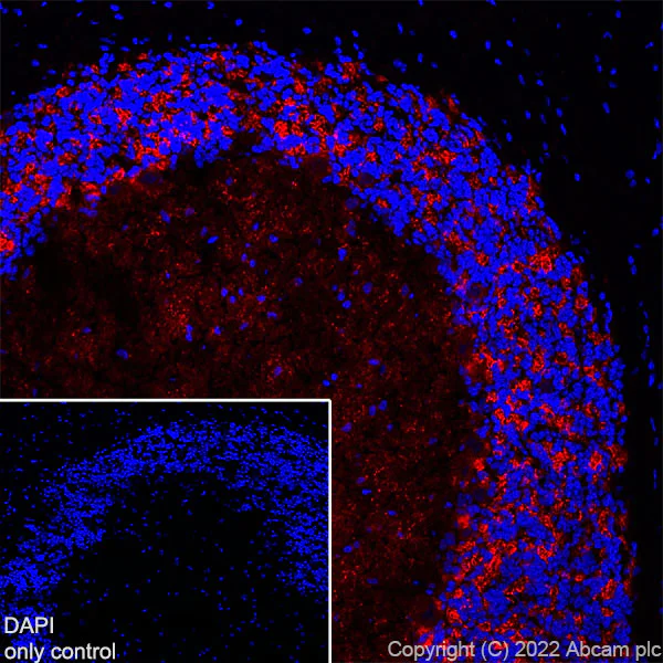 Immunohistochemistry (Frozen sections) - Alexa Fluor® 647 Anti-GAD65 antibody [EPR22952-70] (AB300737)