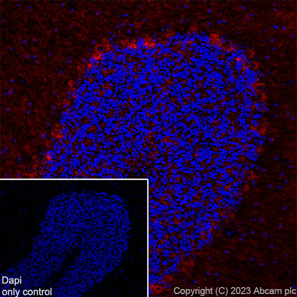 Immunohistochemistry (Frozen sections) - Alexa Fluor® 647 Anti-GAD65 + GAD67 antibody [EPR19366] (AB313591), expandable thumbnail