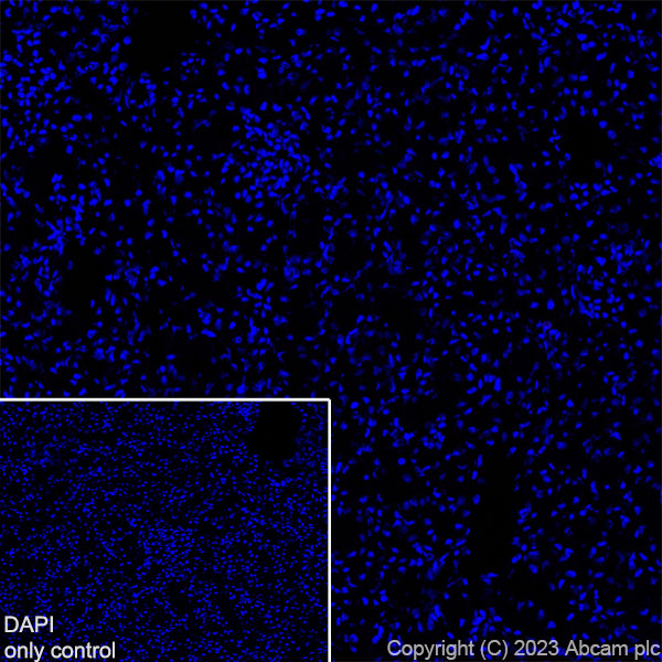 Immunohistochemistry (Frozen sections) - Alexa Fluor® 647 Anti-GAD65 + GAD67 antibody [EPR19366] (AB313591), expandable thumbnail
